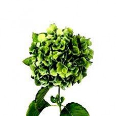 Hydrangea Mini - Green